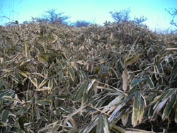 �����͐[���I