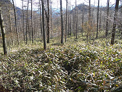 ���H�������Ă����I