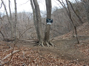 ����(������E�΂Ί�̃R��)