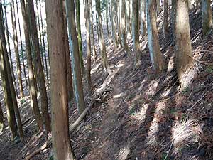 ���т̒���i��