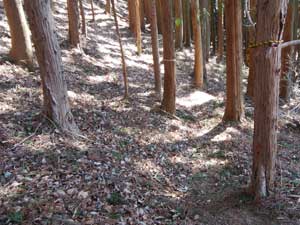 ���򂩂�̓o�R���B