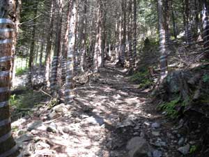 �X�M�т̓o�R���B