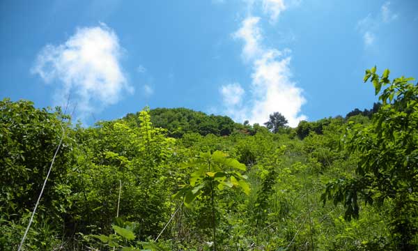 道中から山頂方向を望む