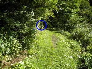 �g���l��������̓�