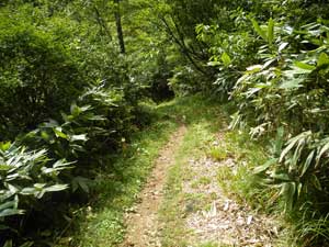 ����_����̓o�R���B