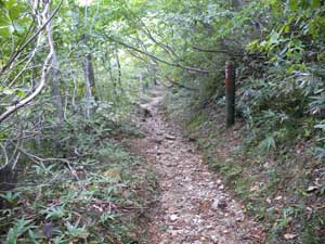 �x���`����̓o�R���B