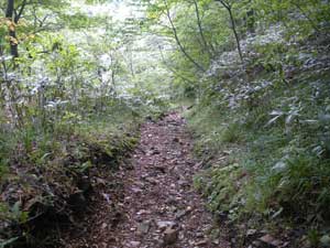 �W������̓o�R���B