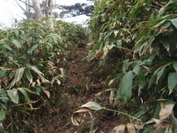 �����̓o�R��