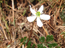 �����ȉ�