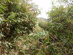 �����΂��