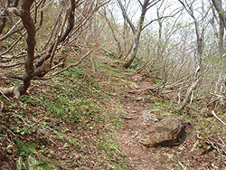 ����_����̓o�R��