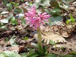 �������ɍ炭�����ȉ�