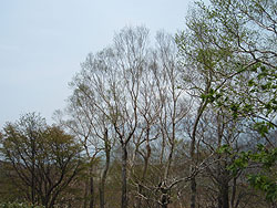 �傫�Ȕ����H�̗�