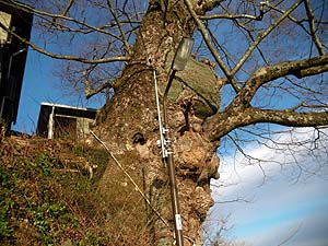 �傫�Ȗ؂����ꂽ�B