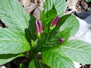 ���ĉԂ��낤�`���H