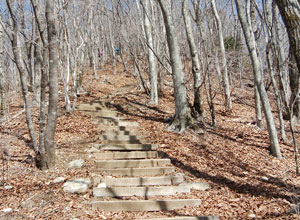 ���V�J��������̓o�R���B