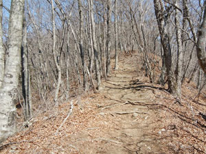 ���V�J��������̓o�R���B