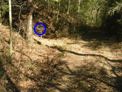 �o�����R�[�X�̕W��