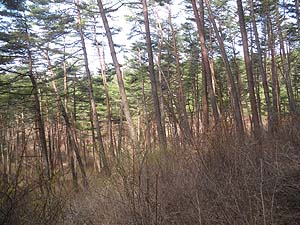 ���т̊ɂ₩�ȓ�