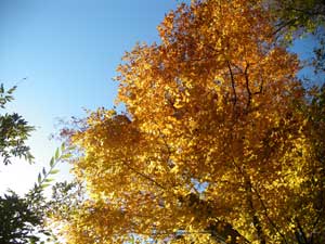 �g�t�����ꂢ