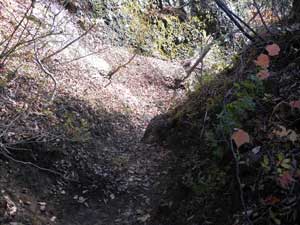 �^�����L�򂩂�̓o�R���B