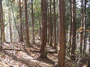 1030m�̗Ő��̃s�[�N����̓o�R���B