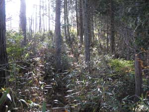 �o�R���ɂ͍��������Ȃ��Ă���