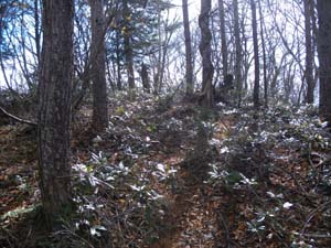 1361m�̏��s�[�N