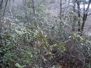 ���Ⴍ�Ȃ��̌Q�����铹