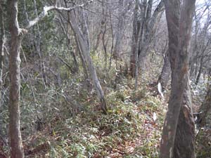 �X�ɔ�������i�ށB