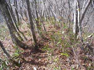 14000m�t�߂���̓o�R��