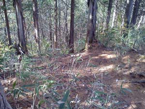 1159m����̓o�R���B