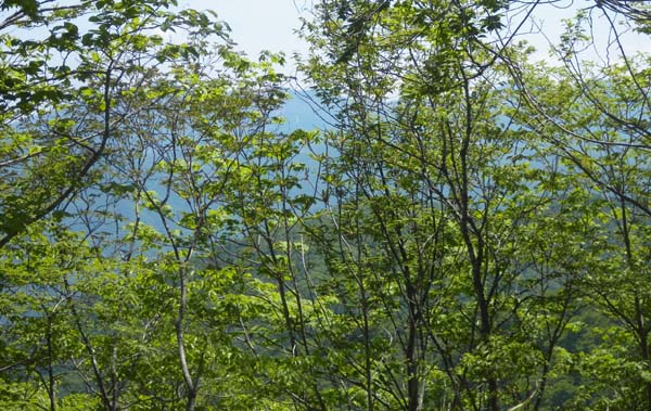 �R������̒��߂́E�E�E