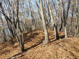 �ӂ���U��