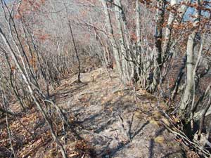 ���R�J�n�`