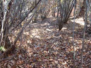 ���􂩂�̓o�R���B