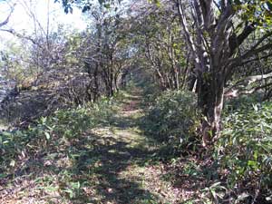 �g���l���I�ȓ���i�񂾁B