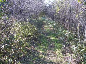 �R������̓o�R���B