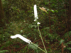 �_���킵�̗l�ȉ�