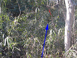 �Ԃ��e�[�v�̕W