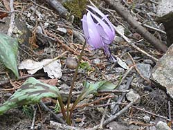 ��������̉�