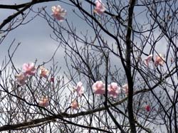 �A�J���V�I