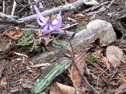 ��������̉�