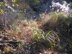 ���{�E�{�E�I�I