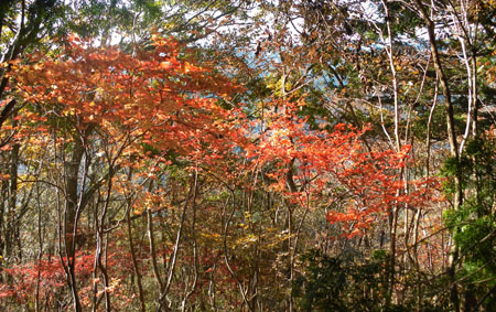 紅葉はまあまあ?