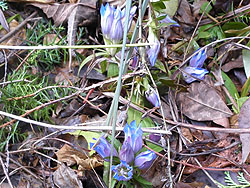 �ѓ��̓r���ɂ̓����h�E�̉ԁH