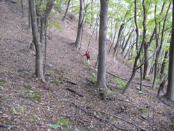 ���R�т̓o�R��