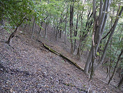 ���R�т͂��݂��n�̖�