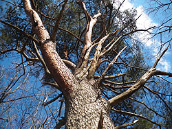 �傫�Ȑԏ����ڈ�