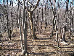 �ɂ₩�Ȕ���